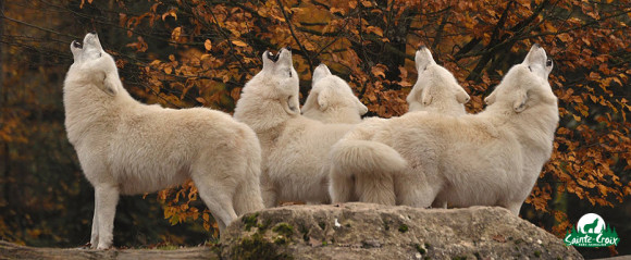 loup-blanc-veronique-marteau