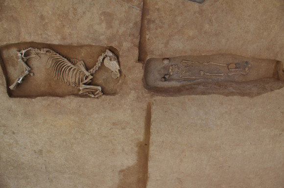 Vue zénithale de la fosse contenant le cheval et d’une tombe  à inhumation - Copyright : Metz Métropole_Pôle archéologie préventive