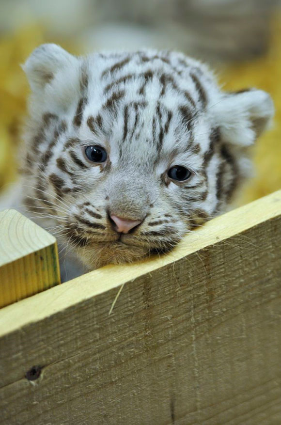 Un bébé tigre blanc né au Zoo d'Amnéville en juin 2016 Crédit photo : Zoo d'Amnéville
