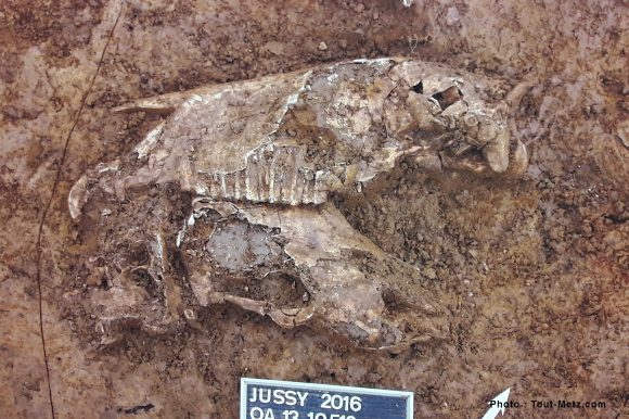 Crâne de cheval et de vache superposés du Second Âge de Fer (entre 450 av. J.-C. et 25 av. J.-C)