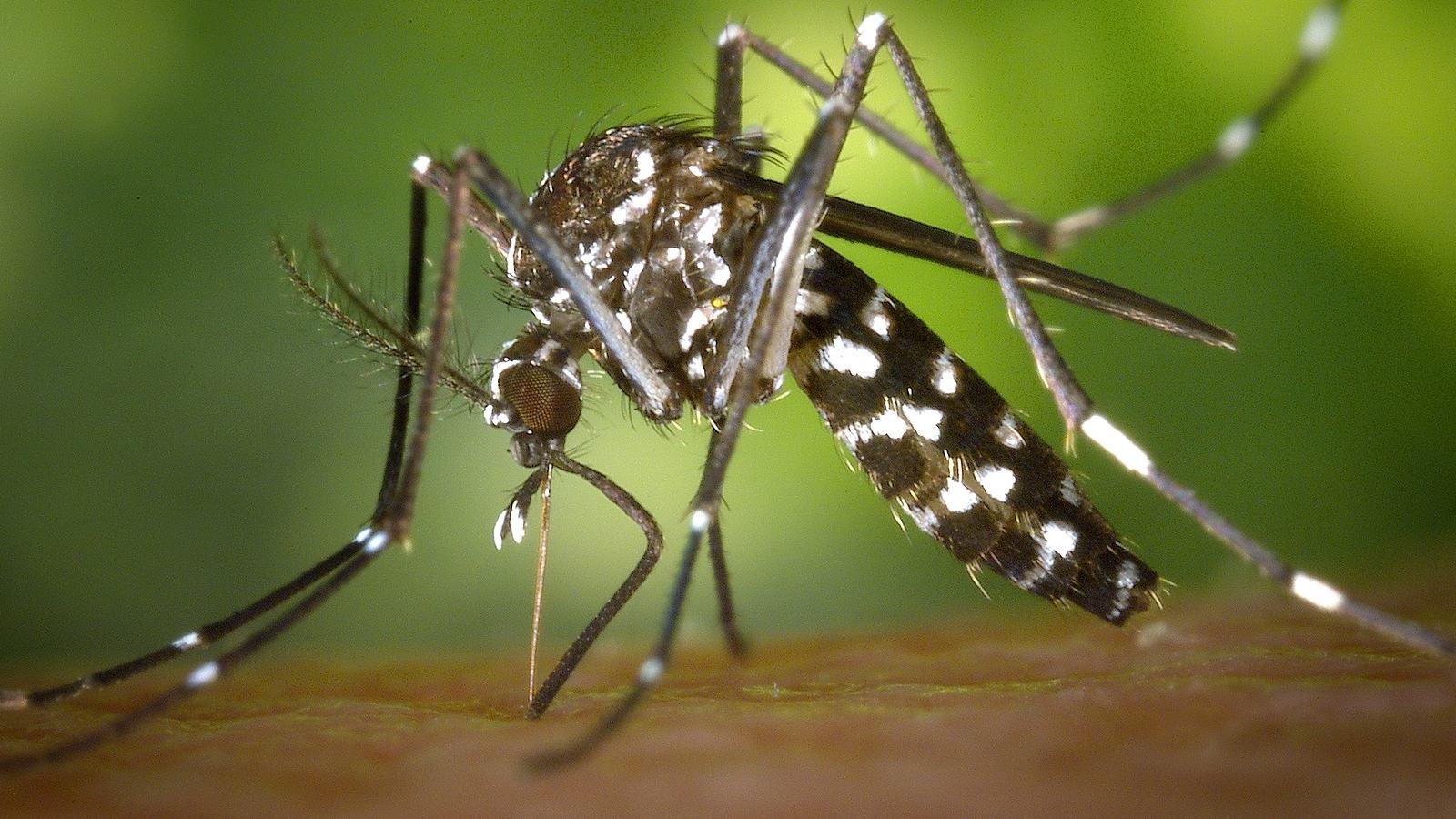 Moselle is colonized by the tiger mosquito